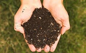 Beginner Compost Advice